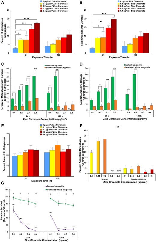Cr(VI) does not induce structural or numerical chromosome instability and is less genotoxic and cytotoxic in whale lung cells. Data represent an average of at least 3 experiments. Error bars = standard error of the mean. The human chromosome instability data in this figure (panels C–F) are added here for ease of comparison and were originally reported in Holmes et al. (2010). *Significantly different from untreated cells at the same timepoint (#p < .1, **p < .01, ***p < .001, ****p < .0001). NM = not enough metaphases to analyze treatment. A, Structural chromosome instability measured as percent of metaphases with damage. B, Structural chromosome instability measured as total chromosome aberrations in 100 metaphases. C, Structural chromosome instability measured as percentage of metaphases with damage in bowhead whale lung cells compared with human lung cells. Data for bowhead whale lung is the same as panel A, graphed here on a scale that fits the human data. D, Structural chromosome instability measured as total chromosome aberrations in 100 metaphases in bowhead whale lung cells compared with human lung cells. Data for bowhead whale lung is the same as panel B, graphed here on a scale that fits the human data. E, Numerical chromosome instability measured as percent of metaphases with aneuploidy. F, Numerical chromosome instability measured as percent of metaphases with aneuploidy in bowhead whale lung cells compared with human lung cells. Data for bowhead whale lung is the same as panel E, graphed here on a scale that fits the human data. G, Cytotoxicity in bowhead whale cells compared with human lung cells. The significant differences between bowhead whale lung cells and human lung cells at 0.1, 0.2, 0.3, and 0.4 after 24 h exposure are ap < .01, bp < .0001, cp < .0001, and dp < .0001. The significant differences between bowhead whale lung cells and human lung cells at 0.1, 0.2, 0.3, and 0.4 after 120 h exposure are ep < .0001, fp < .0001, gp < .0001, and hp < .0001.