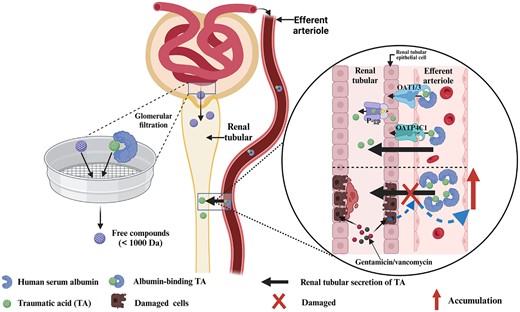 Graphical abstract