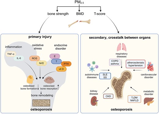 Primary and secondary effects of PM2.5 on bone. PM2.5, fine particulate matter with an aerodynamic diameter of ≤2.5 μm; BMD, bone mineral density; TNF-α, tumor necrosis factor-α; IL-6, interleukin-6; ROS, reactive oxygen species; Nrf2, nuclear factor erythroid-2-related factor 2; E, estrogen; T, testosterone; PTH, parathyroid hormone; vit D, vitamin D; COPD, chronic obstructive pulmonary disease; T2DM, diabetes mellitus type 2; NAFLD, nonalcoholic fatty liver disease; CKD, chronic kidney disease; SLE, systemic lupus erythematosus; SS, Sjögren’s syndrome. (Created with BioRender.com)
