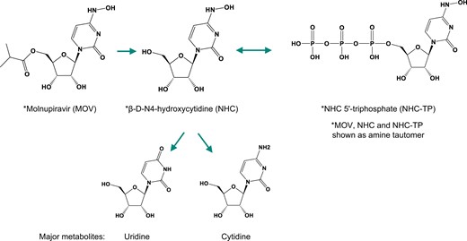 Major routes of molnupiravir metabolism.
