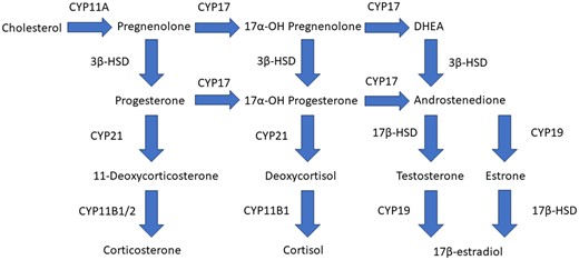 Steroidogenic pathway in H295R cells.