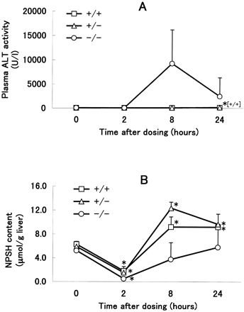 ALT activity (A) and hepatic NPSH content (B) of wild-type mice (+/+), heterozygous nrf2 mice (+/–), and homozygous nrf2 knockout mice (–/–) at different time points after administration of 300 mg/kg APAP (po). Both ALT activity and NPSH content were determined as described in Figure 1. Values are represented as mean ± SD, where n = 4, except for –/– 24 h after dosing (n = 3). *Significantly different from the pre-dose values (0 h) of the same genotype (p ≤ 0.05).