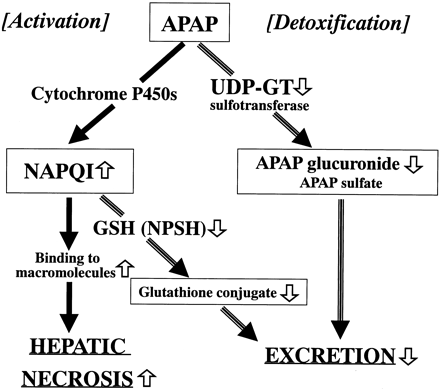 The effects of knocking out nrf2 on APAP hepatotoxicity. Nrf2 affects UDP-GT activity and GSH (NPSH) level by controlling the expression of Ugt1a6 and γGCS genes, respectively. In nrf2 knockout mice, more APAP is biotransformed to the reactive metabolite, NAPQI, due to the low UDP-GT activity. Elimination of NAPQI by conjugation with GSH is also decreased because of the low GSH level. White arrows indicate the changes that occur with loss of Nrf2.