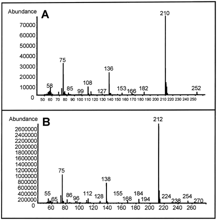 Mass spectra from urine to which 100 μg MA (A) or 100 μg SA (B) was added. MA- and SA-spiked urine samples were prepared for GC-MS analysis, as described in Materials and Methods. The mass spectrum for tBDMS-FA is identical with that of tBDMS-MA (data not shown). Urine samples from rats given DCA alone or with HGA contained compounds with a mass spectrum identical to that of tBDMS-MA (A) and had retention times consistent with those of tBDMS-MA and tBDMS-FA.