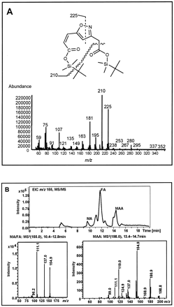 MAA excretion in rats given DCA. (A) Mass spectrum of di-tBDMS derivative of MAA obtained by GC-MS analysis of urine of rats given 1.2 mmol/kg/day DCA and 0.25 mmol/kg HGA for 5 days. (B) Extracted-ion chromatogram (EIC, top panel) and mass spectrum of MA ([M-H]− = 155 m/z; left bottom panel) and MAA ([M-H]− = 199 m/z; right bottom panel) obtained by LC-MS/MS (negative-ion mode) analysis of urine from rats given 1.2 mmol/kg/day DCA and 0.25 mmol/kg HGA for 5 days. The GC-MS and LC-MS/MS spectra of MAA were identical with that of enzymatically synthesized MAA.