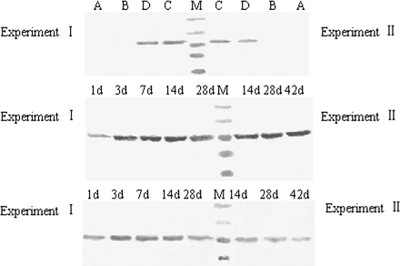 CYP1A1 protein expression in mouse liver detected by western blotting. 15 μg of total microsomal protein was loaded in each lane and resolved on a 10% SDS–PAGE gel, transferred to nitrocellulose membrane, and incubated with rabbit polyclonal antibody for the CYP1A1 protein (Santa Cruz). The positive bands representing CYP1A1 protein were developed using the Western Blue Stabilized Substrate for Alkaline Phosphatase (Promega). Top: Immunoblots of CYP1A1 in representative mouse administered vehicle (control, line A), vitamin A (line B), TCDD (line C), or vitamin A + TCDD (line D) and killed after 14 days with a single oral dose of 40 μg/kg TCDD (left) and with repeated exposure to 0.1 μg/kg TCDD (right). Middle: Time course of CYP1A1 protein expression in TCDD-treated mice. Bottom: Time course of CYP1A1 protein expression in vitamin A + TCDD–treated mice.