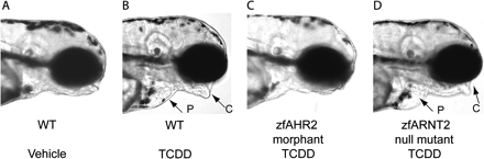 Morpholino targeted against zfAHR2 rescued embryos from TCDD toxicity, whereas an ARNT2 mutant zebrafish shows the typical endpoints of TCDD toxicity. These results helped determine that AHR2 (not AHR1) and ARNT1 (not ARNT2) were the key dimerization partners required for AHR mediated TCDD developmental toxicity in zebrafish. Wild type embryos exposed to a vehicle control (A) and embryos injected with zfAHR2-MO exposed to 0.4 ng/ml TCDD (C) show no endpoints of TCDD toxicity, whereas wild type (B) and ARNT2 mutant embryos (D) exposed to 0.4 ng/ml TCDD show typical endpoints of toxicity such as P: pericardial edema, and C: craniofacial malformations. Embryos were exposed at 2 hpf for 1 h to TCDD and then allowed to develop in TCDD-free water prior to observation at 96 hpf.