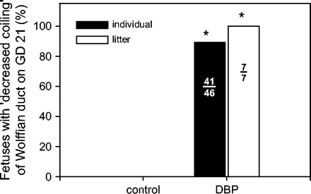 Incidence of decreased Wolffian duct coiling in DBP-exposed fetuses on gestation day 21. None of the control fetuses exhibited decreased coiling. The black bar represents the percent of individual fetuses in the DBP group with decreased coiling of the Wolffian duct. The white bar represents the percent of litters in the DBP group with decreased coiling of the Wolffian duct. The numbers of individuals and litters with altered Wolffian duct morphology compared to the total are printed in the respective bars.