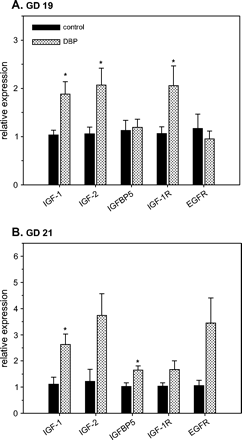 Effects of prenatal DBP exposure mRNA expression of insulin-like growth factor-1 (IGF1), IGF2, IGF binding protein 5 (IGFBP5), IGF1 receptor (IGF1R), and epidermal growth factor receptor (EGFR) in Wolffian ducts from control and DBP-exposed fetuses on gestation day (GD) 19 (A) and 21 (B). Total RNA from developing Wolffian ducts was subjected to real-time RT-PCR analyses. The data presented show the relative expression (means ± SE) compared to the control group, where the mean expression is assumed to be 1. Data on GD 19 (A) have n = 8 control samples (six litters) and n = 7 DBP-exposed samples (seven litters). Data on GD 21 (B) have n = 4 control samples (three litters) and n = 10 DBP-exposed samples (six litters). *p < 0.05, significantly different from the corresponding control group.