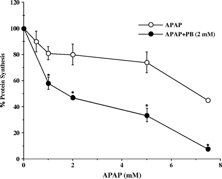 Effect of acute PB addition on APAP toxicity in cultured human hepatocytes. Hepatocytes from four human donors were treated for 6 h with 5 mM APAP alone or in combination with 2 mM PB. Protein synthesis was determined by a pulse labeling with 14C-leucine as described under Materials and Methods. Each value is expressed as a percentage of the value in untreated cells and represents the mean of duplicate treatments of hepatocytes from each of four donors, with the range indicated by the vertical bars. *Significantly different from APAP-alone-treated hepatocytes, with p < 0.001.