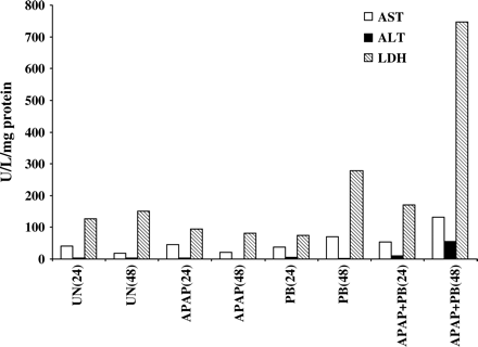 Effect of APAP + PB on enzyme release from cultured human hepatocytes. Hepatocytes from a single donor were treated for 24 or 48 h with 5 mM APAP alone or in combination with 2 mM PB. Aliquots of the medium were removed, and ALT, AST, and LDH were measured as described under Materials and Methods. The increase in LDH in PB treated cells at 48 h was not considered toxicity response, since no decrease in protein synthesis was detected in these cells. Untreated cells (UN).