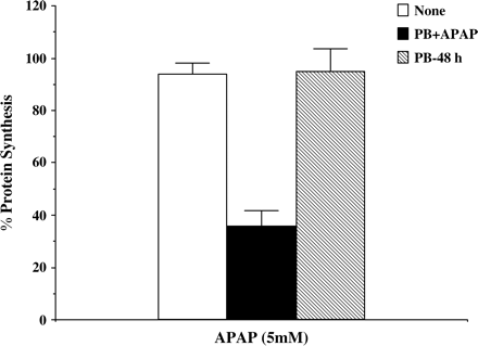 Effect of acute addition of APAP and PB versus pretreatment with PB on APAP toxicity. Hepatocytes from two human donors were pretreated for 48 h with 2 mM PB (PB-48 h). Some hepatocytes were left untreated. At the end of this time, media was changed to PB-free media. Hepatocytes were treated for 6 h with either APAP alone (opened and hatched bars) or in combination with 2 mM PB (closed bars). Protein synthesis was determined by a pulse labeling with 14C-leucine as described under Materials and Methods. Each value is expressed as a percentage of the value in untreated cells and represents the mean of duplicate treatments, with the range indicated by the vertical bars.