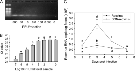 DON potentiates reovirus load in feces. For verification of specificity and sensitivity of real-time PCR for detection of reovirus L2 gene, purified reoviruses were added to supernatant of control mouse fecal pellet to PBS homogenate (1:10) at concentrations of 0 to 107 PFU/ml. Total RNAs were purified and L2 gene detected by real-time PCR. (A) PCR products after agarose gel electrophoresis and staining with ethidium bromide. (B) Relationship of virus concentration to threshold cycle (Ct) in real-time PCR. Data are means ± SEM (n = 6). Bars without same letter are significantly different (p < 0.05). (C) Mice were treated with 0 or 25 mg/kg DON by oral gavage for 2 h. Mice were infected with 3 × 107 PFU of reovirus po. Fecal pellets were collected at intervals and homogenized. Total RNAs were isolated and L2 gene detected by real-time PCR. Data are means ± SEM (n = 6) of viral L2 gene copies per gram fecal pellet. Points without same letter are significantly different (p < 0.05).