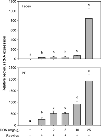Dose-response effects of DON on reovirus L2 RNA in feces and Peyer's patches. Mice were treated with various doses of DON po and then, 2 h later, with 3 × 107 reovirus po. After 4 days, total fecal pellet and PP RNA were purified 4 days, and L-2 RNA was quantified by real-time PCR. Data are mean ± SEM (n = 6). Bars without same letter, differ significantly (p < 0.05).