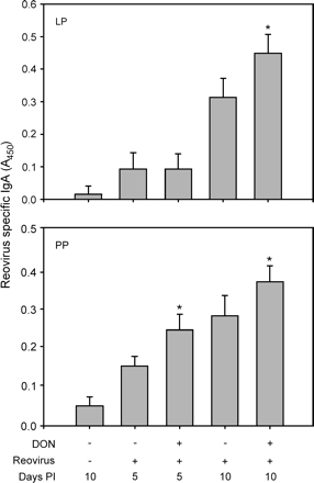 Ex vivo production of reovirus-specific IgA is potentiated in laminia propria (LP) and Peyer's patch (PP) cultures from DON-treated mice. Mice were treated with 0 or 25 mg/kg of DON by oral gavage for 2 or 12 h and then infected with 3 × 107 PFU of reovirus. LP and PP fragment cultures were incubated for 5 days without additional stimulation. Reovirus-specific IgA in cultured supernatants was determined by ELISA. Data are means ± SEM (n = 9). Bars marked with * are significantly different from vehicle control at corresponding time point by t-test.