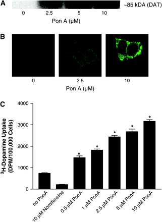 Characterization of the stable cell line with inducible DAT expression (iDAT-GFP). (A) Representative Western blot of DAT after 48 h exposure to 0, 2.5, 5, or 10 μM ponasterone A (Pon A). (B) Representative confocal micrograph of DAT after 48 h exposure to 0, 2.5, or 10 μM ponasterone A (Pon A). (C) DAT-mediated dopamine uptake after 48 h exposure to ponasterone A (n =3). *Represents significantly different (p ≤ 0.05) from no Pon A by Student's t-test.