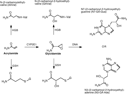 A proposed scheme of acrylamide (AA) metabolism showing the formation of glycidamide (GA), glutathione conjugates, and HGB and DNA adducts.