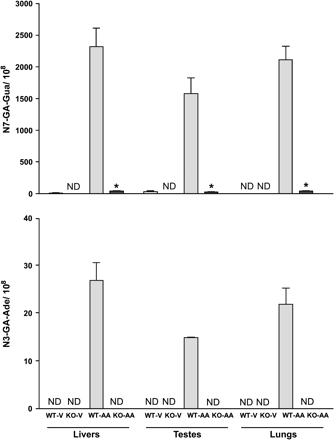 Comparison of glycidamide DNA adducts (N7-GA-Gua and N3-GA-Ade) in tissues (liver, testes, and lung) of wild type (WT) and CYP2E1-null (KO) mice at 6 h after treatment with a single ip dose of 50 mg acrylamide/kg body weight. Data are presented as the number of adducts in 108 nucleotides (mean ± SD of 3–5 animals). *Denotes values that are significantly different from the corresponding WT mice at p ≤ 0.05. ND = not detectable; V = Vehicle; AA = acrylamide; GA = glycidamide.