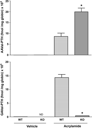 Comparison of AAVal-PTH (acrylamide HGB adducts) and GAVal-PTH (glycidamide HGB adducts) in wild type (WT) and CYP2E1-null (KO) mice at 6 h after treatment with a single ip dose of 50 mg acrylamide/kg body weight. Data are presented as mean ± SD of n = 3–5 animals. *Denotes values that are significantly different from the corresponding WT mice at p ≤ 0.05. ND = not detectable; KO = acrylamide; GA = glycidamide.