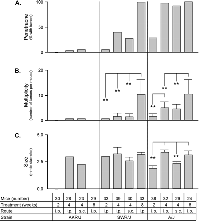 Treatment and route of administration response. Mice were tested using 10 mg AOM per kg body weight with 2, 4, or 8 weekly ip or sc injections. Each treatment regime was analyzed for penetrance (A), multiplicity (B), and size (C). The number of mice used in each treatment group, with approximately equal numbers of males and females, is shown. *p < 0.05; **p < 0.01.