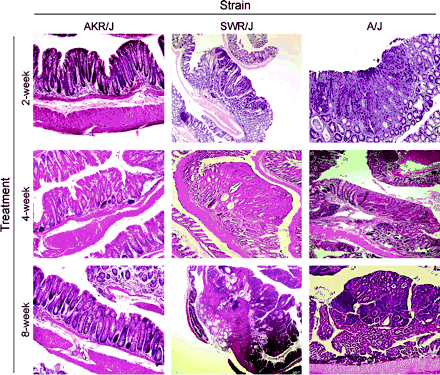 Tumor histology from each treatment group. Representative hematoxylin and eosin stained sections of colons from AKR/J (no tumors), SWR/J and A/J (with tumors) six months after 2, 4, or 8 weekly ip injections of 10 mg AOM per kg body weight.