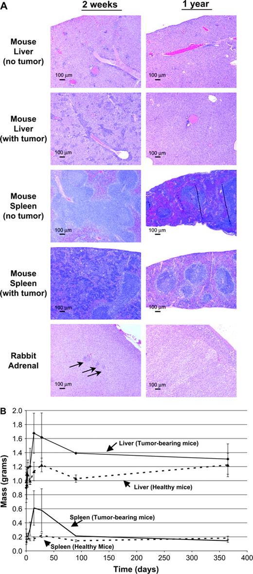 Toxicity studies. (A) Necropsy of mice and rabbits in the acute toxicity studies revealed inflammatory changes in the spleen and liver of mice and in the adrenal glands of rabbits. Representative slides made at 14 days and 1 year after spore treatment from indicated animal organs are shown. Scale bars: 100 μm. (B) As a measure of long-term toxicity, various tissues were weighed at the indicated times after spore injections into healthy and tumor-bearing mice. The only significant differences among organ weights between tumor-bearing and healthy mice were observed in the spleen and liver.