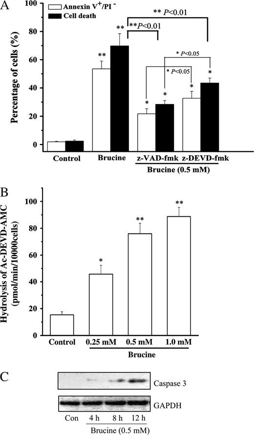 Caspase-3 was involved in brucine-induced HepG2 cell apoptosis. Effects of z-VAD-fmk, z-DEVD-fmk on HepG2 cell death and apoptosis after treatment with brucine (A). Cell death was measured by MTT assay, and apoptosis was measured by Annexin V/PI double staining method as described above. Cells were preincubated with z-VAD-fmk (4 μM) or z-DEVD-fmk (4 μM) for 30 min, then treated with brucine for 36 h. Dose-response effect of brucine on the caspase-3-like activity of HepG2 cells (B). Cells were treated with brucine for 12 h. Time-course effect of brucine on the protein abundance of cleaved caspase-3 in HepG2 cells (C). Cells were treated with 0.5 mM brucine, 50 μg protein was separated on a 12% SDS–PAGE gel. GAPDH was included as an internal standard to normalize loadings. Each experiment was performed in triplicate. *p < 0.05, **p < 0.01 as compared to medium alone control.
