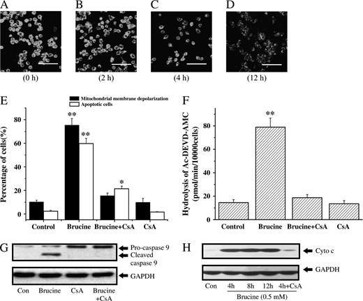 Change of ΔΨm as well as cytochrome c release in brucine-treated HepG2 cells was blocked by CsA. Time-course effect of brucine on the mitochondrial membrane depolarization of HepG2 cells (A–D). Cells were loaded with DiOC6 (20 nM) for additional 30 min after treatment with brucine (0.5 mM) for 0 h (A), 2 h (B), 4 h (C), or 12 h (D) and observed under a confocal microscope. Scale bars, 50 μm. Effects of CsA on the ΔΨm change and apoptosis of HepG2 cells after brucine treatment (E). The ΔΨm change of HepG2 cells after brucine (0.5 mM) treatment for 12 h was measured by flow cytometry. Cell apoptosis after brucine (0.5 mM) treatment for 36 h was determined by Annexin V/PI staining. Effect of CsA on the caspase-3-like activity of HepG2 cells exposed to 0.5 mM brucine for 12 h (F). Effect of CsA on the activation of caspase-9 in HepG2 cells exposed to 0.5 mM brucine for 12 h (G). Time-course effect of brucine (0.5 mM) on the release of cytochrome c in HepG2 cells (H). Cells were preincubated with 20 nM CsA for 30 min (E, F, G, H). Each experiment was performed in triplicate. *p < 0.05, **p < 0.01, compared with control.