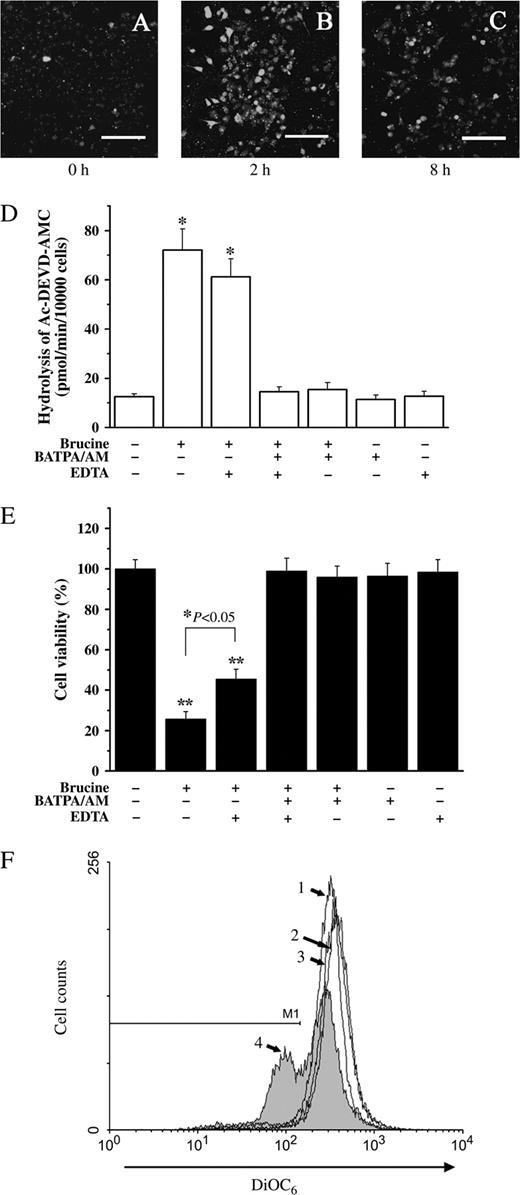 Ca2+ was involved in HepG2 cell apoptosis induced by brucine. Time-course effect of brucine (0.5 mM) on the intracellular [Ca2+] in HepG2 cells after treatment for 0 h (A), 2 h (B), or 8 h (C). Cells loaded with Fluo-3/AM (5 μM) were observed under a confocal microscope immediately (scale bars, 50 μm). Effects of BATPA/AM and EDTA (0.5 mM) on the caspase-3-like activity (D). Cell viability (E) of HepG2 cells after treatment with brucine. Cell viability was measured by MTT assay. Effect of BATPA/AM on the mitochondrial membrane depolarization of HepG2 cells after treatment with brucine (F). Cells after treatment were stained with DiOC6 (20 nM) for 30 min, and the ΔΨm change was determined by flow cytometry: (1) control, (2) BATPA/AM alone, (3) brucine + BATPA/AM, (4) bruince alone. Cells were preincubated with BATPA/AM (50 μM) for 30 min (D, E, F) and further incubated with brucine for 12 h (D, F) or 36 h (E). Each experiment was performed in triplicate. *p < 0.05, **p < 0.01 as compared to control.
