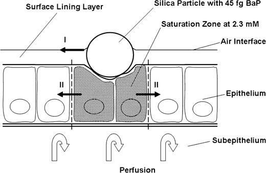 A schematic drawing indicating the size of the tissue volume surrounding a carrier particle that is likely to be saturated with BaP shortly after deposition of particles from the medium exposure level. The two sets of arrows indicated by roman numerals show the hypothetical routes by which the initial surface area of BaP absorption across the air/blood barrier can be gradually increased following the prolonged state of saturation of the high exposure level. This would explain the slower attainment of steady state in the perfusate level of BaP-eq after the high level exposure.