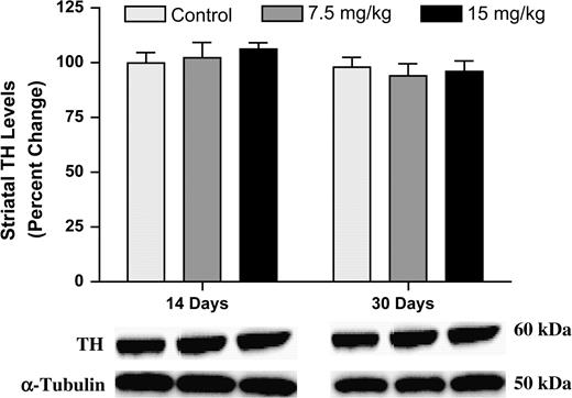 Immunoblotting for striatal TH showed no change in protein levels following 14 or 30 days of exposure to Aroclor 1254:1260. Columns represent the percent change from control. Data represent the mean ± SEM (four to five mice per treatment group). Light gray column = control, gray column = 7.5 mg/kg group, and black column = 15 mg/kg group.