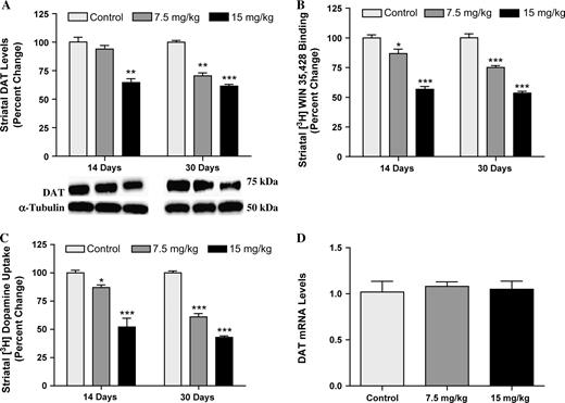 Mice exposed to Aroclor 1254:1260 at concentrations of 0, 7.5, or 15 mg/kg for 14 or 30 days show a dose-dependent reduction in DAT protein level and function in the striatum. (A) Immunoblotting determination of DAT reductions. (B) 3H-WIN 35,428 binding measurement of DAT decreases. Mice treated for 14 days with Aroclor 1254:1260. Control: 807 ± 20.8, 7.5 mg/kg: 701 ± 29.8, and 15 mg/kg: 458 ± 19.4. Mice treated for 30 days with Aroclor 1254:1260. Control: 810 ± 29.8, 7.5 mg/kg: 669 ± 13.5, and 15 mg/kg: 476 ± 13.2. (C) 3H-DA uptake shows reduction of DA uptake by DAT. Mice treated for 14 days with Aroclor 1254:1260. Control: 230 ± 5.2, 7.5 mg/kg: 200 ± 5.3, and 15 mg/kg: 120 ± 17.8. Mice treated for 30 days with Aroclor 1254:1260. Control: 240 ± 4.7, 7.5 mg/kg: 182 ± 9.0, and 15 mg/kg: 127 ± 3.9. (D) DAT mRNA in the ventral mesencephalon of animals exposed to 0, 7.5, or 15 mg/kg of Aroclor 1254:1260 for 30 days. Columns represent the percent change from control. Data represent mean ± SEM (four to five mice per treatment group). Light gray column = control, gray = 7.5 mg/kg group, and black column = 15 mg/kg group. ***Values for treated animals that are significantly different from controls (p < 0.001). **Values for animals that are significantly different from controls (p < 0.01). *Values for animals that are significantly different from controls (p < 0.05).