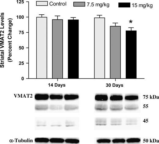 Immunoblotting of striatal VMAT2. Immunoblotting for VMAT2 showed no change in protein levels after 14 days of exposure. Conversely, a significant reduction in VMAT2 was observed in the 15-mg/kg treatment group after 30 days of exposure (asterisk indicates p < 0.01). Data represent the mean ± SEM (four to five mice per treatment group). Light gray column = control, gray column = 7.5 mg/kg group, and black column = 15 mg/kg group.