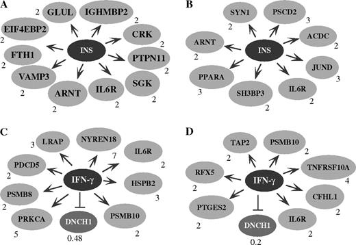 The targets of the insulin- (INS, A and B) and IFN-γ (C and D)–signaling pathways are altered by both chlorpyrifos (A and C) and cyfluthrin (B and D). The chlorpyrifos- or cyfluthrin-altered genes in astrocytes were analyzed by using PathwayAssist software. Arrows indicate positive effects, while stopped lines indicate negative effects. The number next to each altered gene indicates the fold of change in the transcript level by chlorpyrifos or cyfluthrin. In A, it shows 10 chlorpyrifos-upregulated genes that are presumably positively affected by the insulin-signaling pathway. They are glutamine synthase (GLUL), immunoglobulin mu–binding protein 2 (IGHMBP2), v-CRK oncogene homolog (CRK), protein tyrosine phosphatase (PTPN11), serum- and glucocorticoid-regulated protein kinase (SGK), IL6R, aryl hydrocarbon receptor nuclear translocator (ARNT), vesicle-associated membrane protein (VAMP3), ferritin (FTH1), and translation initiation factor 4E–binding protein 2 (EIF4EBP2). In B, it shows eight cyfluthrin-upregulated genes that are presumably positively affected by the insulin-signaling pathway. They are synapsin I (SYN1); pleckstrin homology, Sec7 and coiled-coil domains 2 (PSCD2); adipocyte, C1Q and collagen domain–containing protein (ACDC); JUND, IL6R; SH3 domain–binding protein 3 (SH3BP3); peroxisome proliferative–activated receptor α (PPARA); and ARNT. In C, it shows eight chlorpyrifos-upregulated genes that are presumably positively affected by the IFN-γ–signaling pathway. They are leukocyte-derived arginine aminopeptidase (LRAP), NEDD8 ultimate buster 1 (NYREN18), HSPB2, proteosome subunit 10 (PSMB10), the α-subunit of protein kinase C (PRKCA), IL6R, proteosome subunit-8 (PSMB8), and programmed cell death 5 (PDCD5). The dynein cytoplasmic heavy polypeptide-1 (DNCH1) gene, which is presumably negatively affected by the IFN-γ–signaling pathway, was downregulated by chlorpyrifos. In D, it shows seven cyfluthrin-upregulated genes that are presumably positively affected by the IFN-γ–signaling pathway. They are the prostaglandin synthase (PTGES2), regulatory factor X (RFX5), transporter-2 ATP–binding cassette (TAP2), proteosome subunit 10 (PSMB10), IL6R, tumor necrosis factor receptor superfamily (TNFRSF10A), and complement factor H–related protein-1 (CFHL1). The DNCH1 gene was downregulated by cyfluthrin.