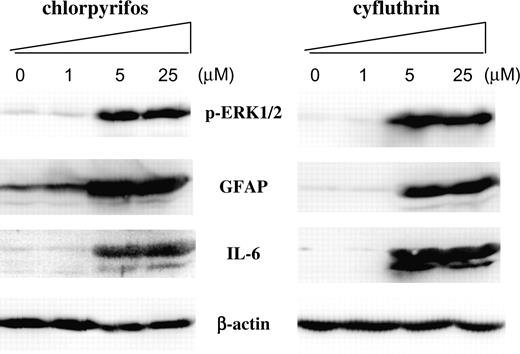 The effects of chlorpyrifos and cyfluthrin on the protein levels of IL-6, GFAP, phosphorylated extracellular signal–regulated kinase 1/2 (p-ERK1/2), and β-actin. Human fetal astrocytes were treated with the indicated concentrations of chlorpyrifos or cyfluthrin, as described in the “Materials and Methods” section. Then protein extracts were prepared and subjected to Western blotting analysis. The PVDF membranes were probed with polyclonal antibodies against IL-6, GFAP, phospho(Thr202/Tyr204)-ERK1/2 (p-ERK1/2), and β-actin, respectively. Equal amounts of cellular proteins were loaded in every lane, as confirmed by the levels of β-actin.