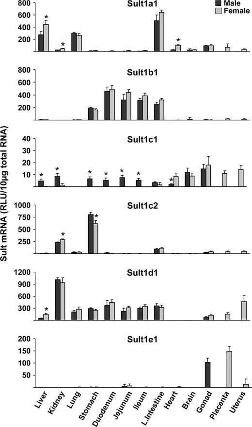 Tissue distribution of Sult1a1, 1b1, 1c1, 1c2, 1d1, and 1e1 in male and female mice. Total RNA was isolated from approximately 8-week-old male and female mice and analyzed by the bDNA signal amplification assay for mRNA expression. The data are presented as mean RLU ± SEM (n = 5). Asterisk represents a statistically significant difference (p ≤ 0.05) between males and females.