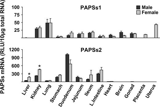 Tissue distribution of for PAPSs1 and PAPSs2 in male and female mice. Total RNA was isolated from approximately 8-week-old male and female mice and analyzed by the bDNA signal amplification assay for mRNA expression. The data are presented as mean RLU ± SEM (n = 5). Asterisk represents a statistically significant difference (p ≤ 0.05) between males and females.