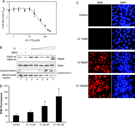 Cr(VI) induces apoptosis and ROS production in hepa1c1c7 cells. (A) Cell survival. Cells grown in 96-well plates were treated with increasing concentrations of Cr(VI) for 5 h. Cell survival was assayed as described under “Materials and Methods” section. EC50 was estimated to be at 45μM. (B) Apoptosis. Cells were treated with DMSO (lane 1), tBHQ (30μM, lane 2), or Cr(VI) at 2, 5, 10, 50, and 100μM (lanes 3–7) for 5 h. Upper 2 panels: total cell lysate was collected and immunoblotted with anti-PARP or actin antibodies. Arrows indicate PARP and its cleavage product. Lower 2 panels: cytoplasmic and mitochondrial fractions were prepared and immunoblotted with anti-cytochrome c antibodies. (C) ROS production. Cells were treated for 5 h. DHE, a fluorescent dye specific for superoxide anion radical (O2•−), was added 30 min prior to the end of the treatment. DHE, which is blue in the cytoplasm, is oxidized to ethidium by ROS that intercalates with DNA and stains the nucleus in bright red color. Cells were also stained with DAPI for the nucleus (blue). Fluorescence was examined under a fluorescent confocal microscope. (D) Quantification of DHE fluorescence. Data represents means and SD from five separate view fields. *p < 0.01.