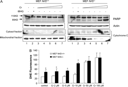 Nrf2 protects against Cr(VI)-induced apoptosis and oxidative stress in MEF cells. (A) MEF Nrf2+/+ and Nrf2−/− cells were treated as described for Figure 1B. PARP cleavage and cytochrome c release were examined. (B) MEF cells were treated for 5 h. ROS production was detected by staining with DHE and examined using fluorescent confocal microscopy as described for Figures 1C and 1D. Data represent means and SD from five separate view fields. *p < 0.05.