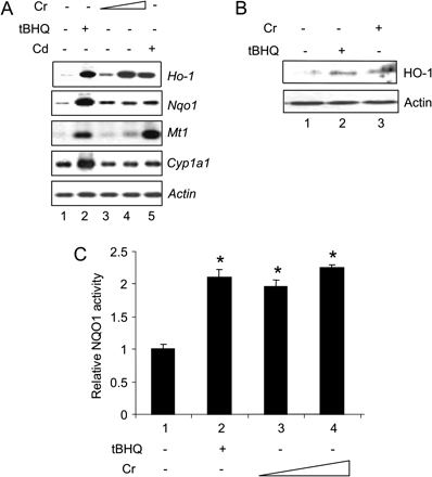Induction of Ho-1 and Nqo1 by Cr(VI) in hepa1c1c7 cells. (A) Northern blotting. Cells were treated with tBHQ (30μM, lane 2), Cr(VI) at 5 or 10μM (lanes 3 and 4), or Cd (10μM, lane 5) for 5 h to analyze induction. Total RNA of 3 μg each was analyzed by northern blotting. (B) Immunoblotting. Cells were treated with tBHQ (30μM, lane 2) or Cr(VI) (10μM, lane 3) for 5 h. Total cell lysate was immunoblotted with anti-HO-1 and actin. (C) Induction of NQO1 activity. Cells were treated with tBHQ (30μM) or Cr(VI) at 2 and 5μM for 48 h. NQO1 activity was determined. *p < 0.05.