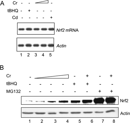 Cr(VI) increases the protein but not mRNA level of Nrf2 protein in hepa1c1c7 cells. (A) Northern blotting. Cells were treated with tBHQ (30μM, lane 2), Cr(VI) (5 and 10 μM, lanes 3 and 4), or Cd (10μM, lane 5) for 5 h. Total RNA was blotted with an Nrf2 riboprobe. (B) Cells were treated for 5 h. Cr(VI), 2, 5, and 10μM (lanes 2–4); tBHQ, 30μM (lane 5); tBHQ + Cr (10μM) (lane 6); MG132, 15μM (lane 7); and MG132 + Cr (10μM) (lane 8). Total cell lystate was immunoblotted with anti-Nrf2. Actin mRNA or protein level of the same sample was shown for equal loading.