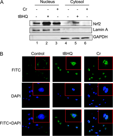 Effect of Cr(VI) on Nrf2 protein level and nuclear accumulation. (A) Hepa1c1c7 cells were treated with tBHQ (30μM, lanes 2 and 5) or Cr(VI) (10μM, lanes 3 and 6) for 5 h. Nulcear and cytoplasmic fractions were prepared. Protein levels of Nrf2, lamin A (as a nuclear marker), and GAPDH (as a cytoplasmic marker) were examined by immunoblotting. (B) Cells were grown in chamber slides and were immunostained with anti-Nrf2 followed by Alexa 488–conjugated second antibodies (green). The nucleus was stained with DAPI (blue). Lower panels represent overlay of Nrf2 and DAPI fluorescent images.