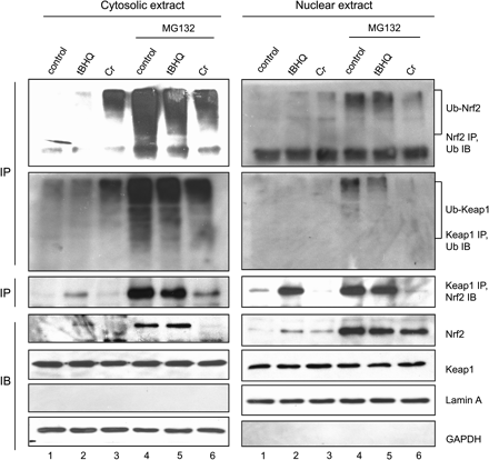 Cr(VI) inhibits ubiquitination of Nrf2 by disrupting the nuclear Nrf2/Keap1/Cul3 complex. Hepa1c1c7 cells were treated with tBHQ (30μM, lane 2) or Cr(VI) (10μM, lane 3) for 5 h or pretreated with MG132 for 2 h (lane 4) followed by tBHQ (lane 5) or Cr (lane 6) for 5 h. Cytoplasmic and nuclear fractions were prepared. Upper two panels: cytoplasmic (left) and nuclear (right) fractions were immunoprecipitated with anti-Nrf2 (upper panels) or anti-Keap1 (lower panels) and immunoblotted with anti-ubiquitin. Middle panels: cytoplasmic and nuclear fractions were immunoprecipitated with anti-Keap1 and immunoblotted with anti-Nrf2. Bottom 4 panels: cytoplasmic and nuclear fractions were immunoblotted with corresponding antibodies to show the protein levels of Nrf2, Keap1, lamin A (nuclear marker), and GAPDH (cytoplasmic marker).