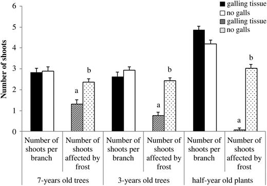The mean (±SE) number of shoots observed per branch/plant and the mean number of shoots affected by frost in galled and non-galled branches of 7-year-old, 3-year-old trees and 6-month-old plants of E. camaldulensis growing in the coastal plain of Israel.