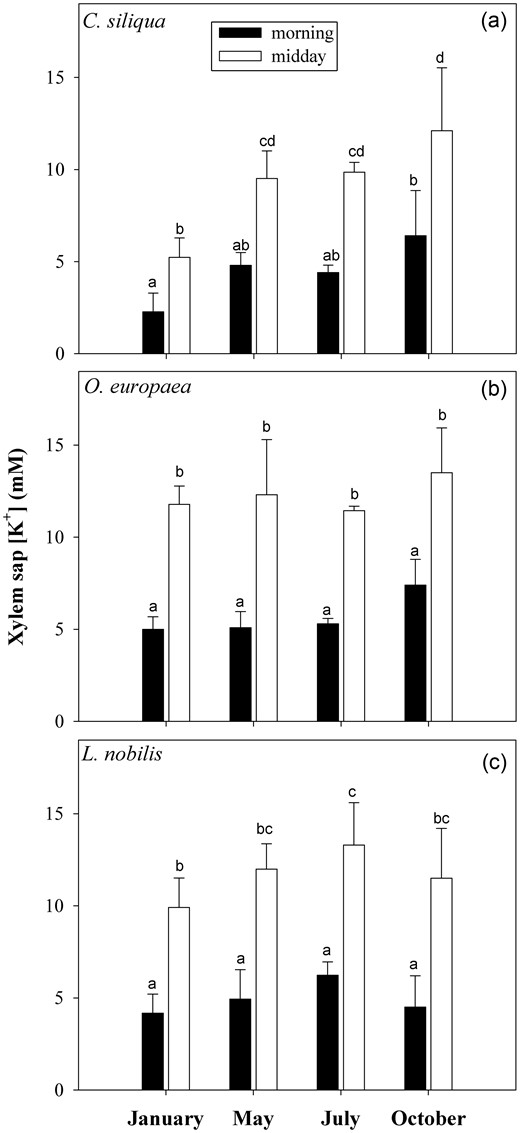 Mean values ± SD (n = 8) of xylem sap [K+] as measured in morning (black columns) and midday (white columns) branches of (a) C. siliqua, (b) O. europaea and (c) L. nobilis in 2012. Different letters indicate significant differences for Tukey's pairwise comparisons (P < 0.001).