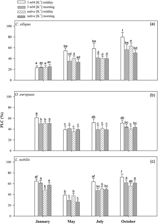 Means ± SD (n = 8) of the PLC as measured in (a) C. siliqua, (b) O. europaea and (c) L. nobilis during 2012. Percentage loss of stem hydraulic conductance was obtained after perfusion with a solution containing 3 mM [K+] or after perfusion with a solution containing potassium concentrations corresponding to [K+] values as measured in planta (i.e., native [K+]). White and dashed white columns refer to midday samples, grey and dashed grey columns to morning samples. Different letters indicate significant differences for Tukey's pairwise comparisons (P < 0.001).