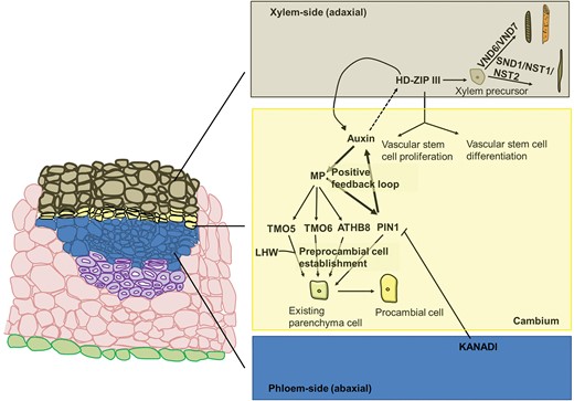 Cartoon depicting a cross section of vascular bundles, showing the epidermis, parenchyma cells, schlerenchymatic phloem fibres, phloem, cambium and xylem. For the vascular tissue layers and the cambium, a description of the key events involved in their establishment is provided on the right. Starting from the cambium, auxin induces MP, whose targets are TMO5/TMO6, ATHB8 and PIN1. TMO5 (together with LHW, LONESOME HIGHWAY), TMO6, ATHB8 and PIN1 contribute to the differentiation of preprocambial cells through de novo differentiation of existing parenchyma cells. PIN1 is involved in reinforcing the canalization of auxin by creating a polar flow. HD-ZIP III expression on the xylematic side is activated by auxin (dotted arrow) and these genes participate in maintaining auxin flow canalization by positively acting on auxin transport genes. HD-ZIP III genes keep the balance between vascular cell stem division and differentiation and activate the pathway leading to the development of xylem precursors. The genes VND6 and VND7 activate the program specific for vessel formation, while SND1, NST1 and NST2 are responsible for fibre formation. KANADI genes, on the phloematic side, inhibit PIN1 activity.