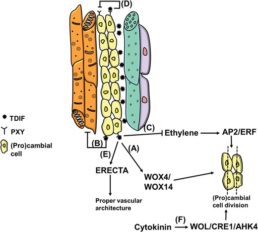 Cartoon summarizing the key genes and events affecting (pro)cambial cell division. (A) WOX4/WOX14-dependent regulation of division; (B) TDIF/PXY-dependent inhibition of xylem differentiation; (C) alternative, PXY-independent pathway promoting (pro)cambial cell division via ethylene; (D) negative feedback regulation of TDIF on PXY (Etchells and Turner 2010); (E) PXY/ERECTA-mediated signalling for correct vascular organization (Etchells et al. 2013); (F) positive role of cytokinin on procambial cell proliferation (Hirakawa et al. 2011) via signalling through WOL/CRE1/AHK4 (Mähönen et al. 2000, Inoue et al. 2001, Suzuki et al. 2001).