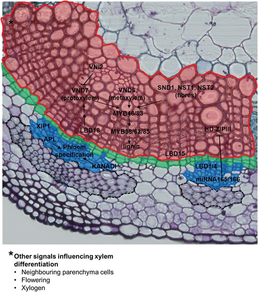 Summary of the key genes involved in xylem and phloem specification. Cambium and schlerenchymatic phloem fibres (dotted line) are also indicated. The figure also reports other signals involved in the correct development of xylem tissue, but not directly determining vascular cell identity (asterisk).