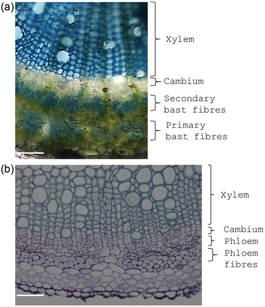 (a) Stem cross section of the hemp hypocotyl (21 days after sowing) showing the presence of primary and secondary bast fibres, cambium and xylem. (b) Stem cross section of the alfalfa stem showing the presence of phloem bundles, phloem tissue, cambium layer and xylem. Scale bars refer to 100 µm.